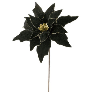 Black Velvet Poinsettia